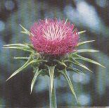 JT Kräuter Mariendistel.jpg